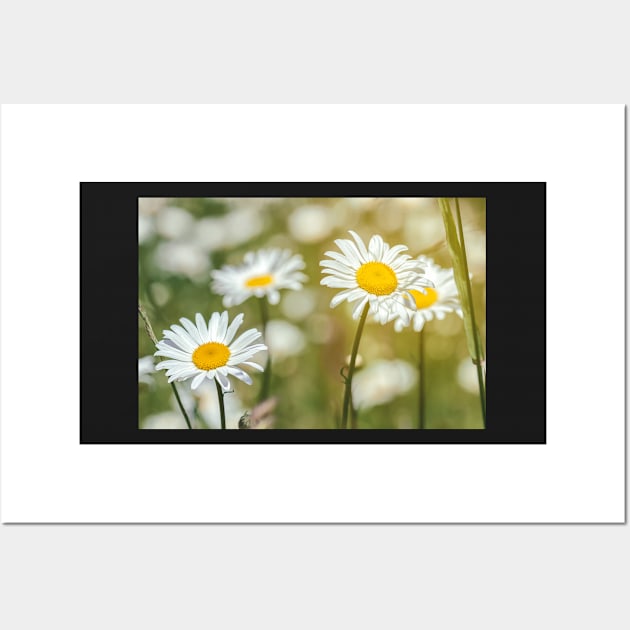 Daisies Wall Art by jvnimages